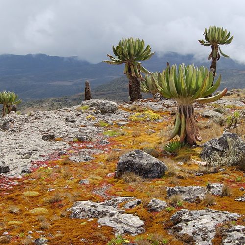 Mountain-Elgon_N.P