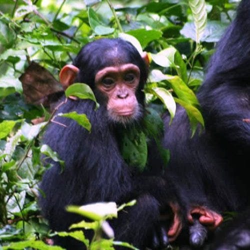 chimp-tracking-safari-kibale