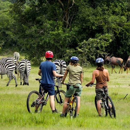 cycling-in-lake-mburo-national-park