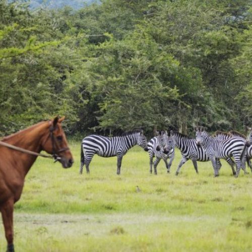 lake-mburo-national-park-1