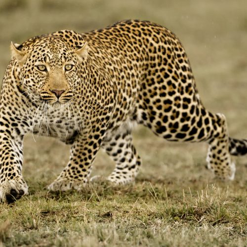 African Leopard, Panthera pardus, stalking or walking, Upper Mara, Masai Mara Game Reserve, Kenya, Africa